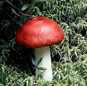 Foto: Tom Volk (https://tomvolkfungi.net/)